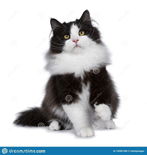 Adorable Black Smoke Siberian Cat Isolated On White Background Stock