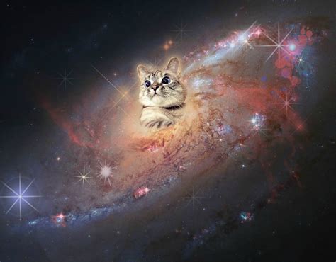 Space Cat Hd Wallpapers Top Free Space Cat Hd Backgrounds