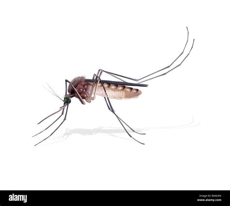 Digital Illustration Of A Female Mosquito Stock Photo Alamy