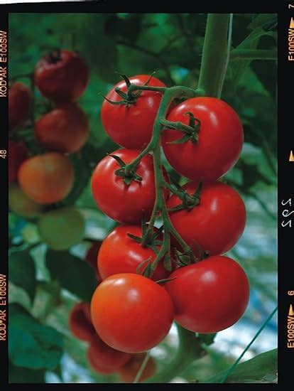 Justseed Tomato Shirley F1 5 Seeds Economy Pack Uk