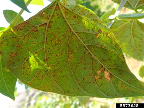 Dry Bean Rust Uromyces Appendiculatus