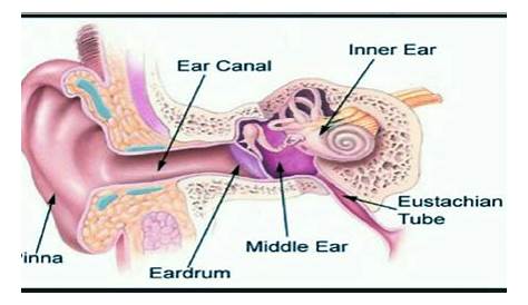 Eustachian tube connectsA. External ear and middle earB. External and