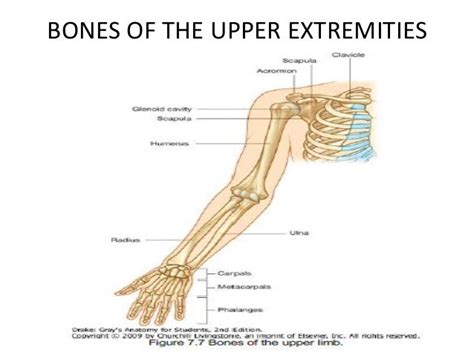 Upper Extremity Anatomy Anatomical Charts And Posters