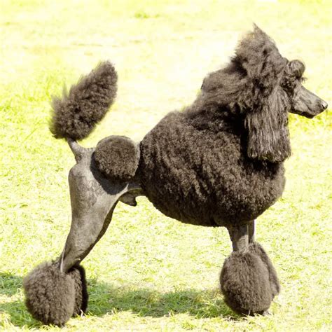 About The Poodle Dog Breed Personality Temperament Trainability And