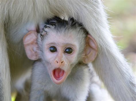This Little Monkey Looks Like It Cannot Believe How Big Its Ears Are