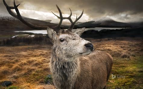 Wild Deer Animal Bing Wallpaper Preview