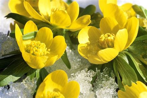 4 Best Winter Blooming Flowers For Your Garden Plantify