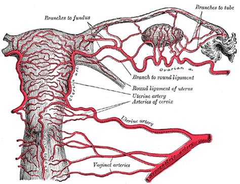 According to embryological development, the umbilical artery must be the main branch and the other. The Common Iliac Arteries - Human Anatomy