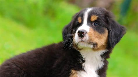 12 Places To Find Bernese Mountain Dog Puppies For Sale