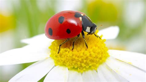 19 Effective Ways To Get Rid Of And Prevent Ladybugs Completely Pest Wiki