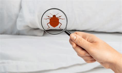 Does Vinegar Kill Bed Bugs How To Make A Homemade Bug Spray