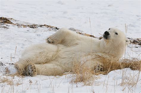 When A Polar Bear Has Nothing Better To Do Sean Crane Photography