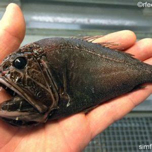 107 in der ersten auflage) sagt er über im süßwasser lebende formen wie ornithorhynchus (schnabeltier) und lepidosiren (südamerikanischer lungenfisch): Kragenhai - das lebende Fossil | Simfisch.de - Angeln und ...