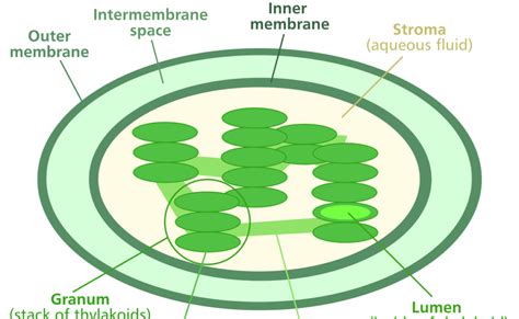 Chloroplast Definition Chloroplast Is An Organelle That Contains The