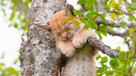Cats Sleeping In Trees At Dana Orange Blog