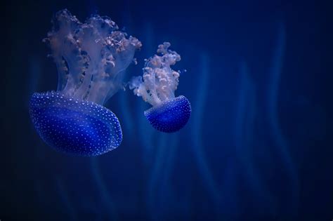 Underwater Photography Of Two Blue Jellyfish Hd Wallpaper Wallpaper Flare