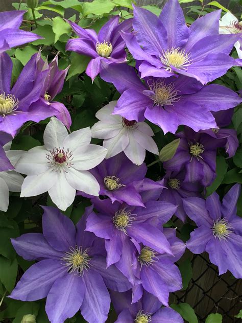 How To Plant Climbing Clematis Plants Grow Clematis How To Plant