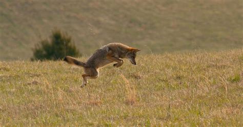 Map Artistic Photography Photo Of The Day Coyote Pounce Great Smoky