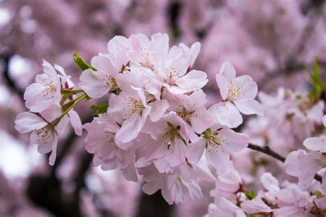 The Bright And Beautiful Full Bloom Of Cherry Blossom In Spring Stock