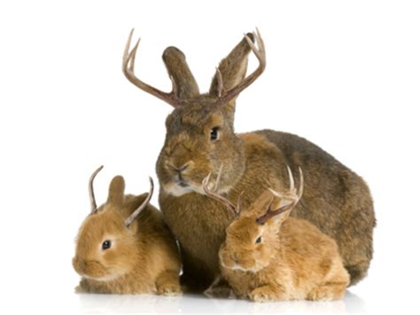 Colorado Jackalope And How To Hunt Them Safely Hubpages