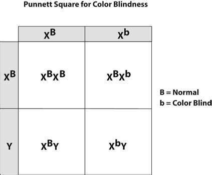 Color Blindness Punnett Square Problems My Xxx Hot Girl
