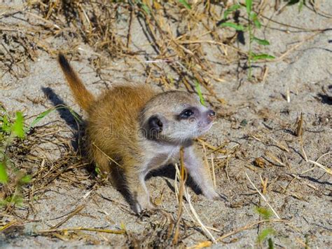 A Meerkat Baby Is Exploring The Land Stock Photo Image Of Milk Small