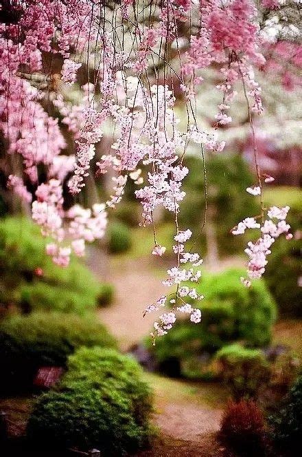 Pin By Xiang Deng On 植物 Japanese Garden Beautiful Flowers Flowers