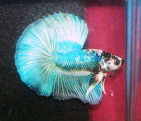 Big Dorsal Young Turquoise Marble Buttefly Betta Live Fish Betta