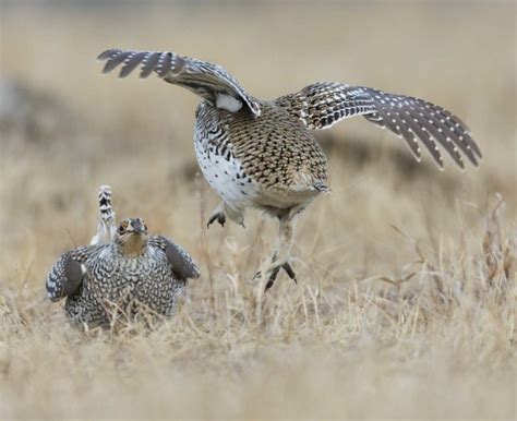 Top 10 Sharp Tailed Grouse Management Tips Minnesota Sharp Tailed
