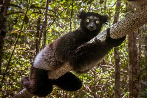 Indri Indri Indri New England Primate Conservancy