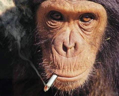 Monkeys Who Smoke 25 Pics