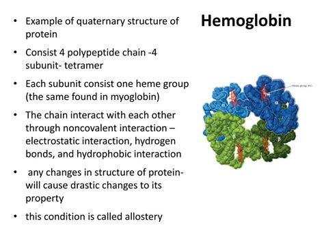 PPT Example Of Tertiary And Quaternary Structure Of Protein Myoglobin
