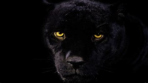 Panther Wallpaper 77 Pictures