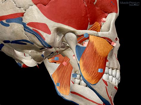 Learn Muscle Anatomy Muscles Of Mastication
