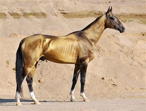 9 Things You Didnt Know About The Akhal Teke
