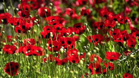 How to grow poppies: sowing tips, varieties & picking the flowers ...
