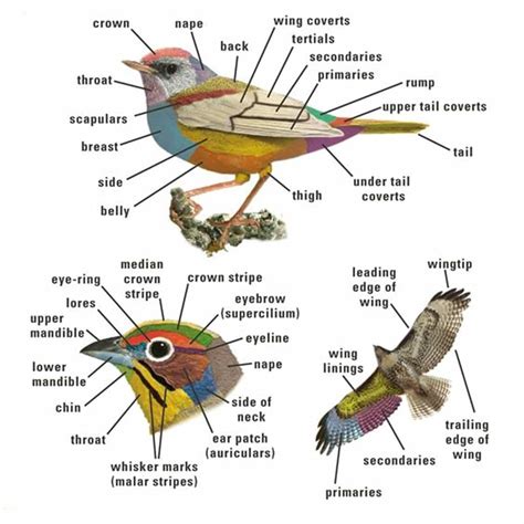 Animal Body Parts Vocabulary In English Eslbuzz