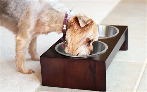 Lorde shallow cat food bowls. The Best Raised / Elevated Pet Bowls | Reviews by SUPERGRAIL