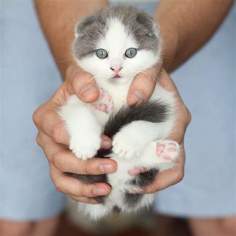 Would Anything Like A Handful Of Kitten Photo By Eatyourkimchi