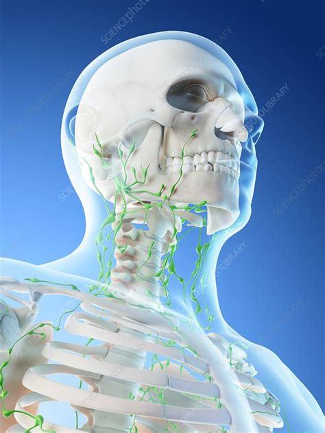 Lymphatic System Of Neck Illustration Stock Image F0266017