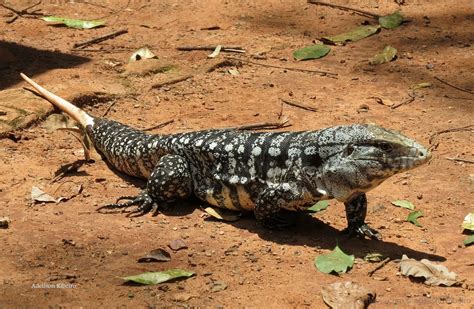 Lagarto Teju Características Habitat Nome Científico E Fotos Mundo