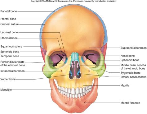 All of your bones, except for one (the hyoid bone in your neck), form a joint with another bone. Head and Neck | Chandler Physical Therapy