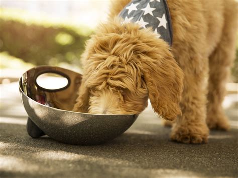 Though still limited in scope, in cooperation with the fda and out of. There's a Huge Dog-Food Recall Due to Salmonella Risk to ...