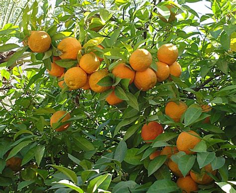 Cinco Cosas Que No Sabés De Los Naranjos Agrios La Gaceta Tucumán