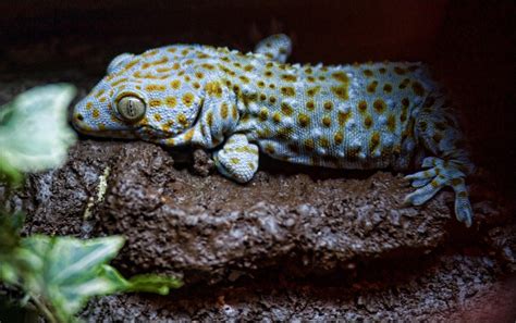 Gecko Tokay Dudley Zoo And Castle
