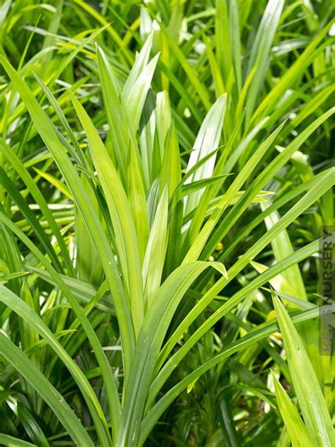 Pandan is a herbaceous tropical plant that grows abundantly in southeast asia. Edible Pandan Leaf Plant Pandanus Amaryllifolius - Kens ...