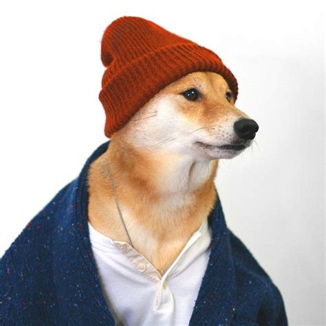 Meet Bodhi The Dog Who Works As A Menswear Model Menswear Dog