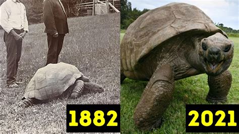 Top 161 Oldest Animal On Earth Alive