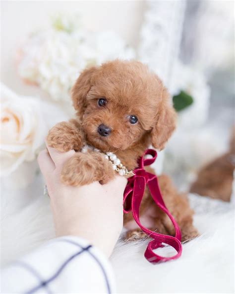 teddy bear dog breeds shichon morkie cockapoo toy poodle puppies teddy bear dog