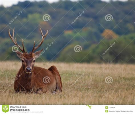 Red Deer Stag Walking On Glade With Forest In Background In Summer At